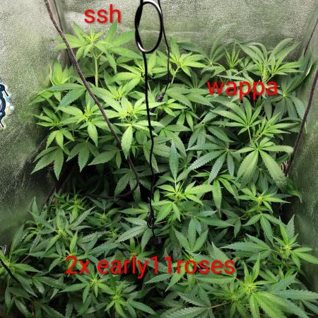 120w  samsung LED grow