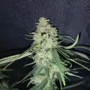120w  samsung LED grow