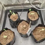 1st round - 150w spider farmer se-1500