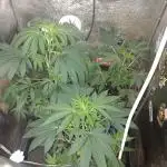 Plantaznick´s grow #1