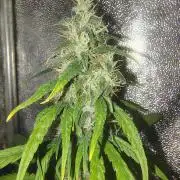 120w  samsung LED grow