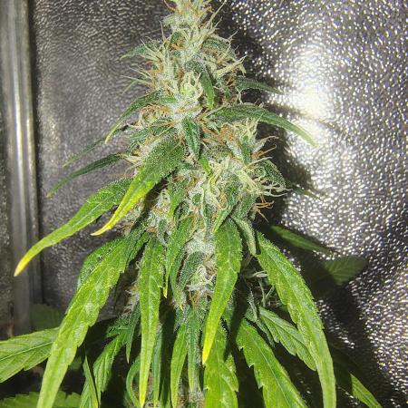 120w samsung LED grow