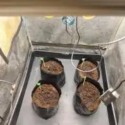 1st round - 150w spider farmer se-1500