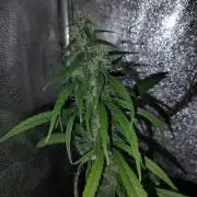 120w  samsung LED grow