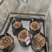 1st round - 150w spider farmer se-1500