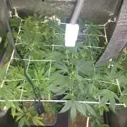 Plantaznick´s grow #2