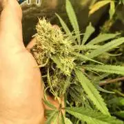 120w samsung LED grow