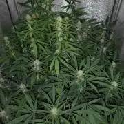 120w  samsung LED grow