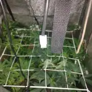 Plantaznick´s grow #2