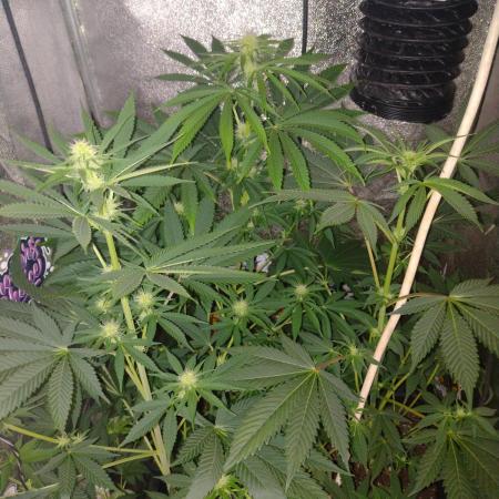 Plantaznick´s grow #1