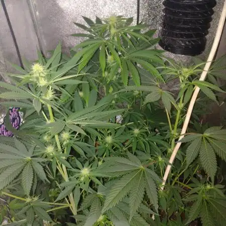 Plantaznick´s grow #1