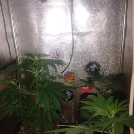 Plantaznick´s grow #1