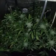 Plantaznick´s grow #2