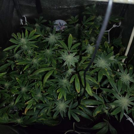 Plantaznick´s grow #2