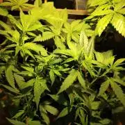 120w  samsung LED grow