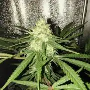 120w  samsung LED grow