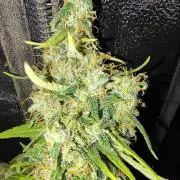 120w  samsung LED grow