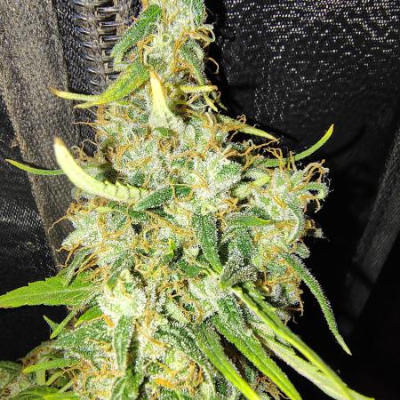 120w  samsung LED grow