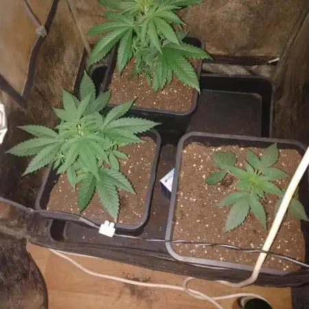 Plantaznick´s grow #1