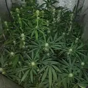 120w  samsung LED grow