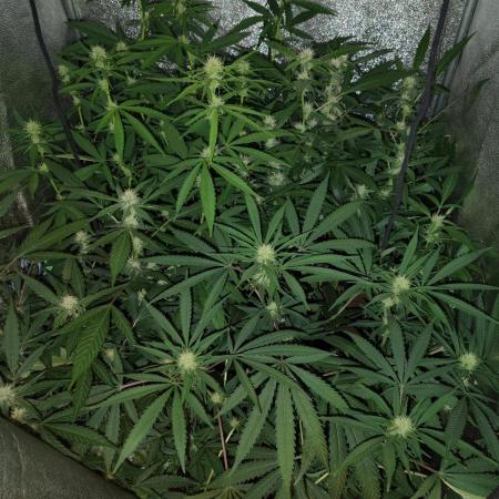 120w  samsung LED grow