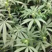120w  samsung LED grow