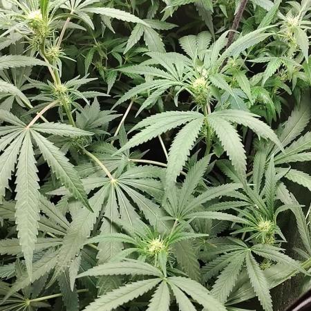120w  samsung LED grow