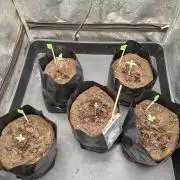 1st round - 150w spider farmer se-1500