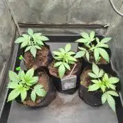 1st round - 150w spider farmer se-1500