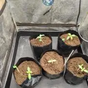1st round - 150w spider farmer se-1500
