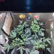 The last round with cookies