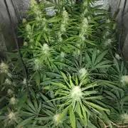 120w  samsung LED grow
