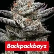 Black cherry gushers
