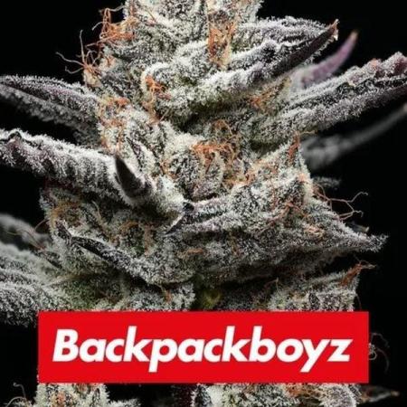 Black cherry gushers