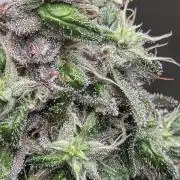 lemon cherry gelato