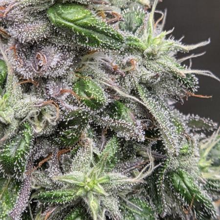 lemon cherry gelato