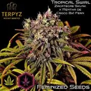 tropical swirl