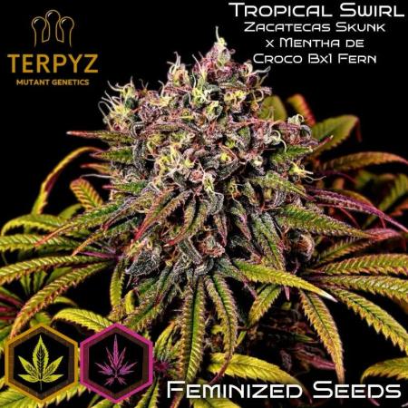 tropical swirl