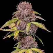 lemon cherry cookies auto