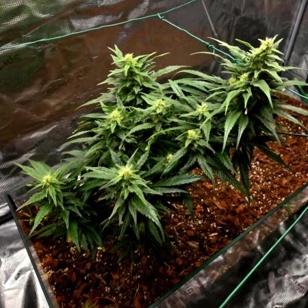 King's Juice fem