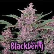Blackberry auto