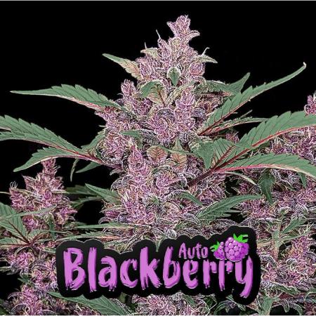 Blackberry auto
