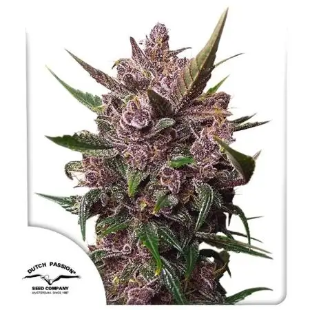 Blackberry × Hindu kush auto cros
