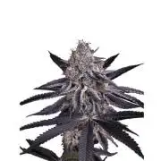 King's Juice fem