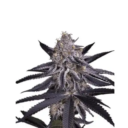 King's Juice fem