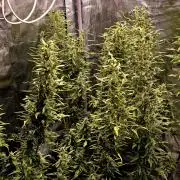 Skunktrail fem