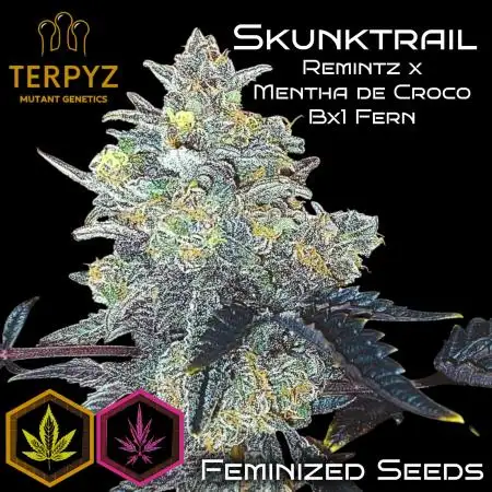 Skunktrail fem