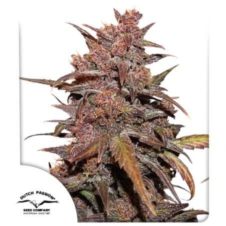 CBD Auto Blackberry Kush