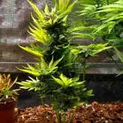 Blackberry auto