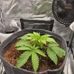 Royal Special Queen the First